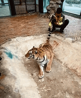野生动物园饲养员直播“虐虎” 自称类似视频每天都拍