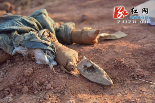 张家界 工地挖出女尸  文物局称应为民国初年(图