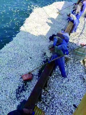 渔民作业时9000公斤小黄鱼自投罗网 价值十二三万元