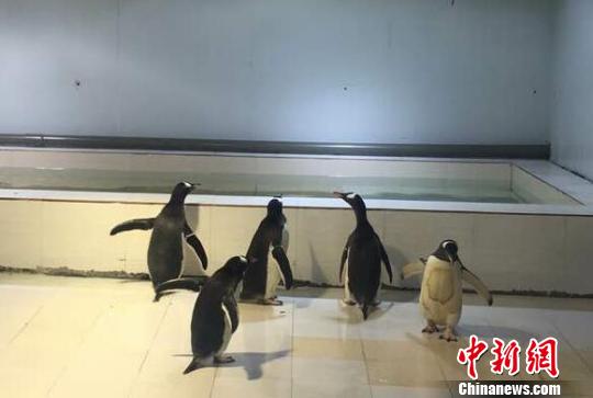 5只挪威巴布亚企鹅漂洋过海“落户”杭州