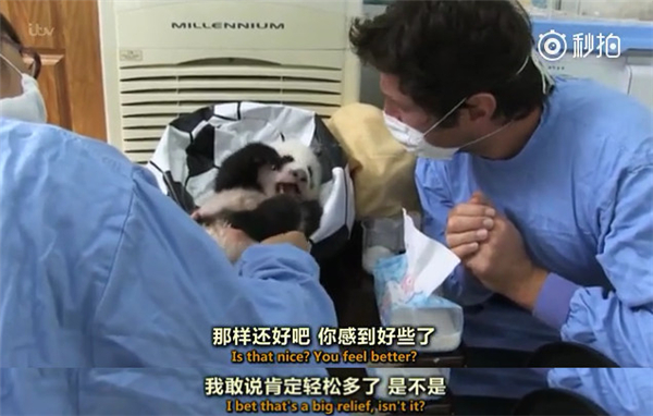 国拍纪录片《熊猫宝宝》 出镜兽医全程痴汉笑