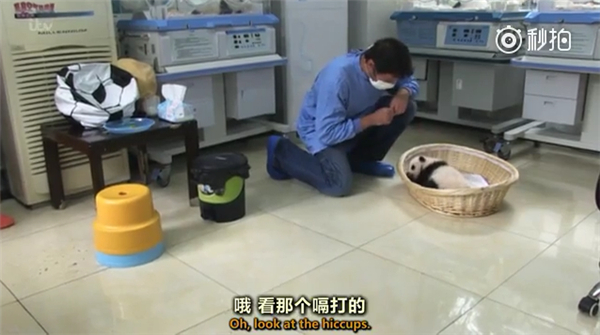 国拍纪录片《熊猫宝宝》 出镜兽医全程痴汉笑
