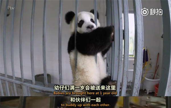 国拍纪录片《熊猫宝宝》 出镜兽医全程痴汉笑