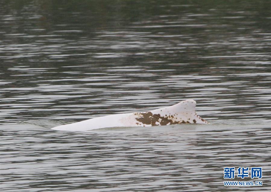中华白海豚误入广东内河 最终搁浅死亡