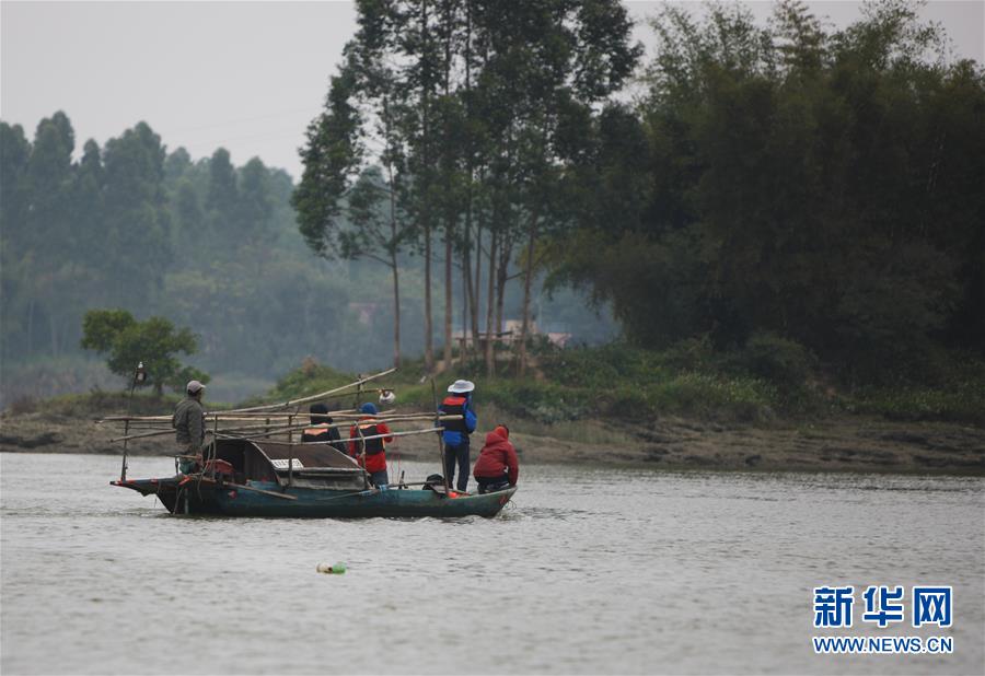 中华白海豚误入广东内河 最终搁浅死亡