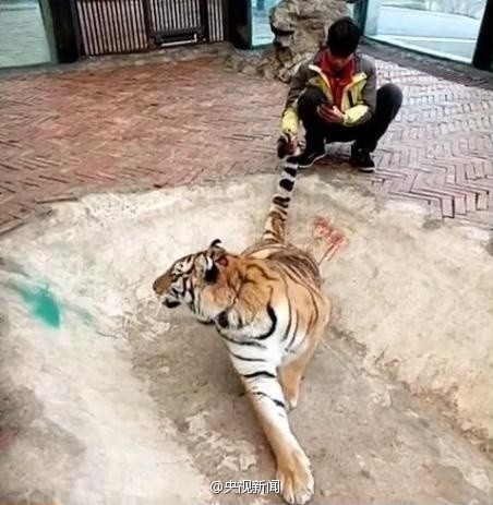 野生动物园饲养员直播“虐虎” 自称类似视频每天都拍
