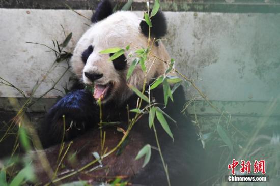 兰州动物园大熊猫“蜀兰”将赴成都代养调理(图)