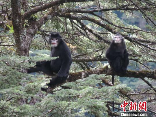 过去15年怒江金丝猴栖息地丧失2.6%