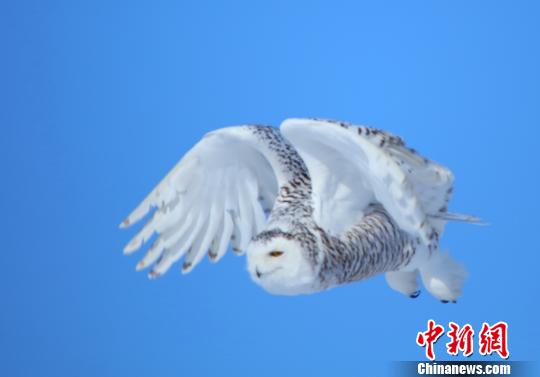 北极野生动物--雪鸮再现新疆哈巴河县(图)