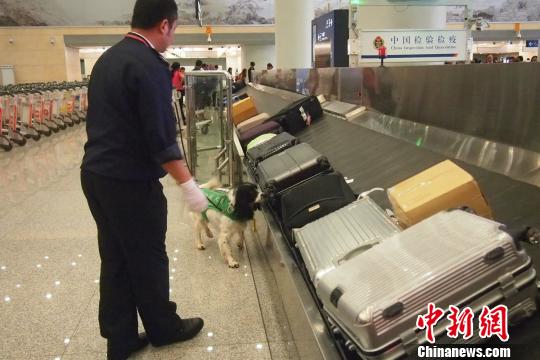 昆明机场检疫犬“秒嗅”违禁物 堪称“国门新卫士”