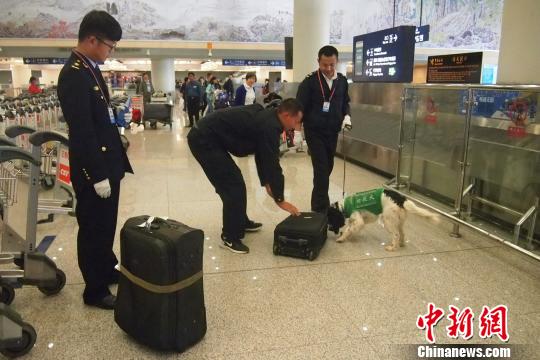 昆明机场检疫犬“秒嗅”违禁物 堪称“国门新卫士”