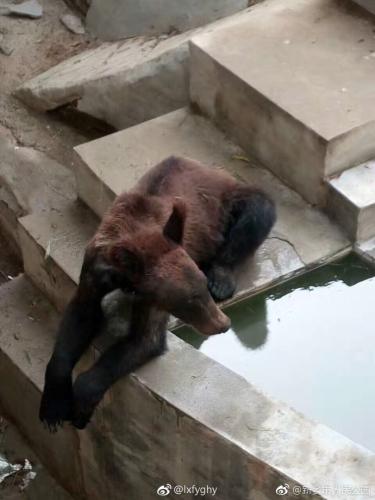 河南新乡人民公园回应“熊太瘦”：不存在断食断粮