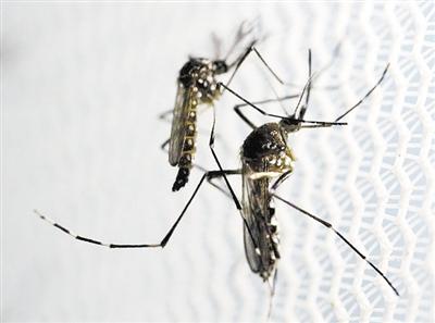谷歌公司计划释放两千万只改造蚊子 以抑制寨卡病毒