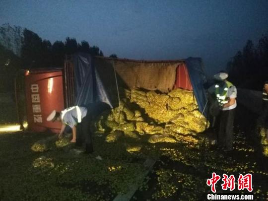 货车爆胎侧翻致5吨大枣撒满高速 货车爆胎侧翻致5吨大枣撒满高速交警热心救助挽回损失