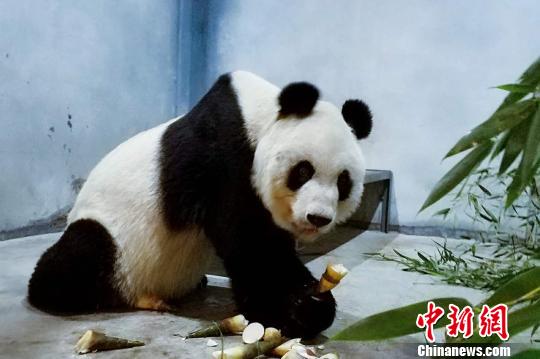 西安秦岭动物园大熊猫瘦成皮包骨 园方:正恢