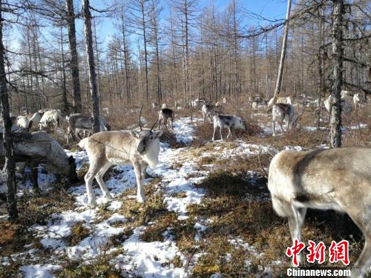 荷兰驯鹿用“浪漫爱恋”延续“中国最后狩猎部落”文化 荷兰驯鹿用“浪漫爱恋”延续“中国最后狩猎部落”文化