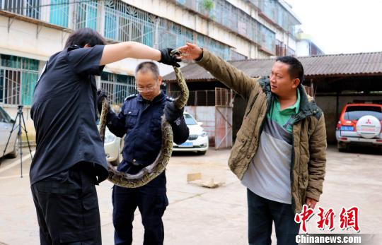 云南孟连巨蟒冬眠砂仁地 云南孟连巨蟒冬眠砂仁地好心村民路过救助(图)
