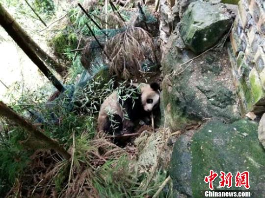 四川洪雅瓦屋山镇发现一只成年野生大熊猫(图) 四川洪雅瓦屋山镇发现一只成年野生大熊猫(图)