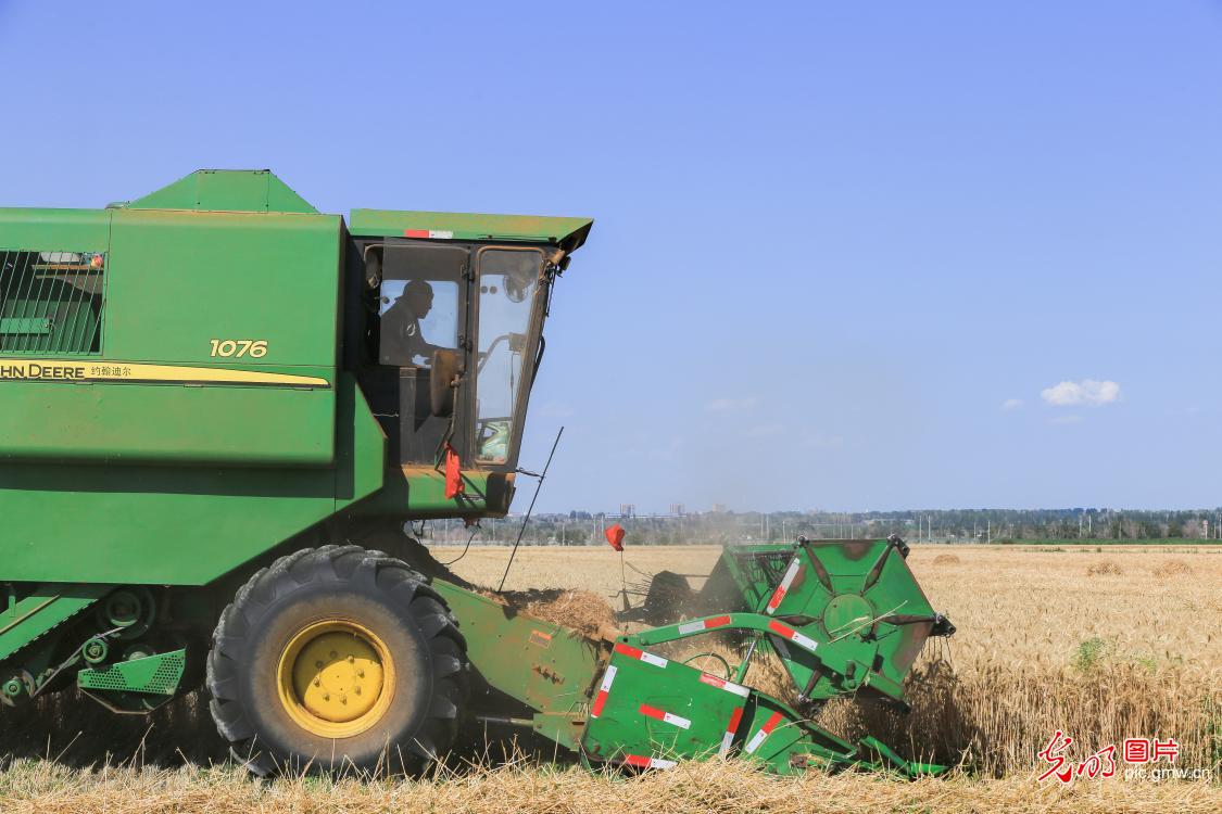 小麦开镰收割忙