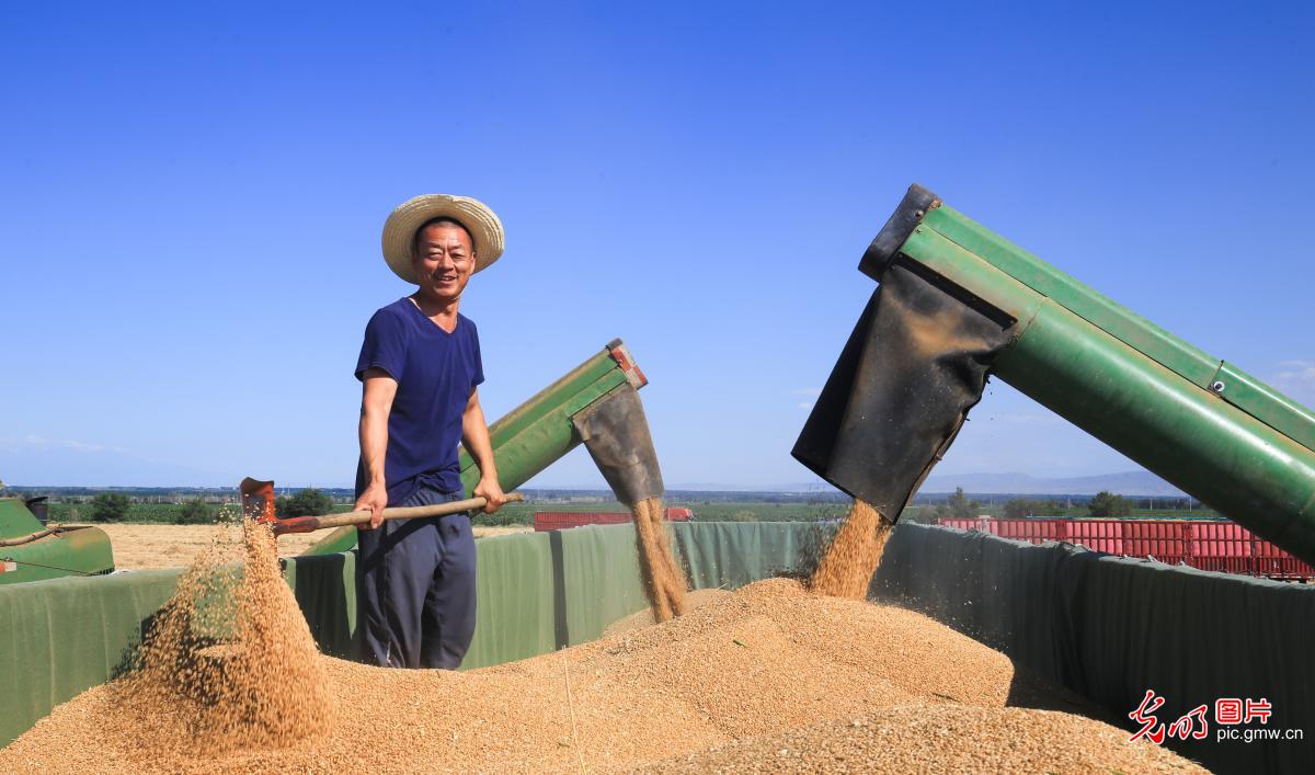 小麦开镰收割忙