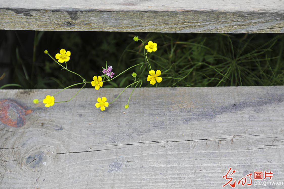 【新时代·幸福美丽新边疆】苏木山两代人的绿色守望
