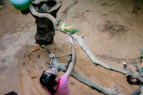 在室内热带雨林里感受自然