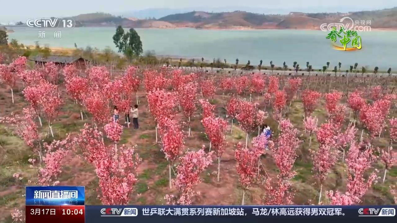 春天里的中國丨多彩花海增春色 生機盎然引客來