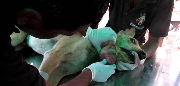 印度一流浪狗下巴下长脓肿大如气球 手术后恢复健康