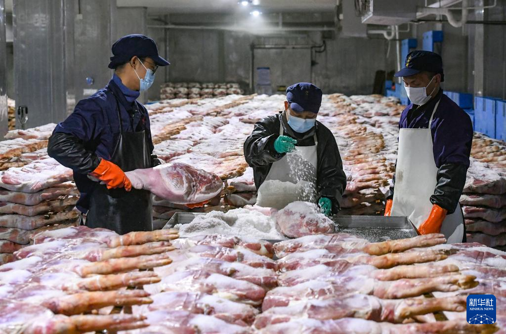 浙江金华：火腿腌制进入忙碌季节