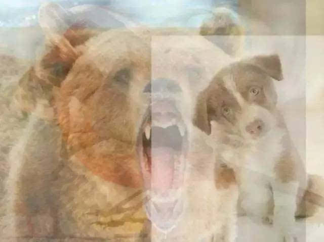 第一眼看到什么动物,你就是什么样的人,太准了