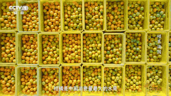 水果产量稳居世界第一，这是中国人创造的“水果奇迹”！