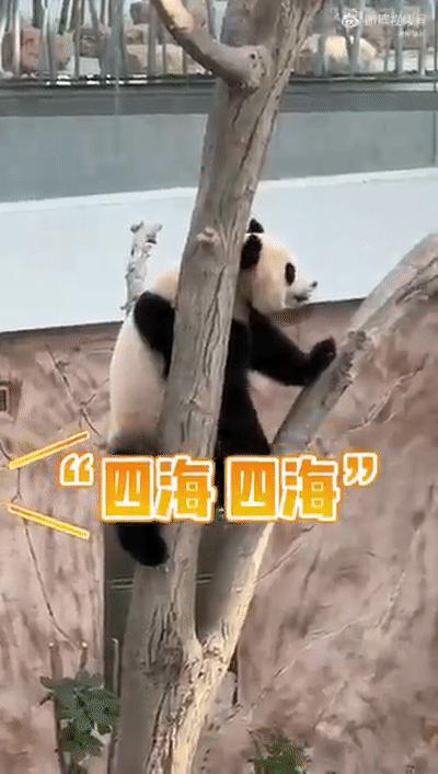 一句四川话，让大熊猫的DNA动了……