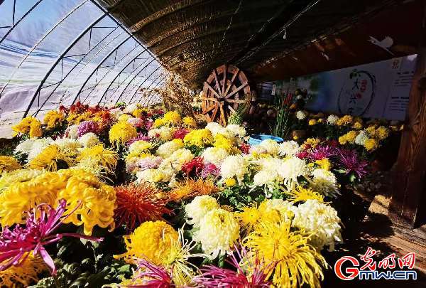 “美丽乡村”直播走进北京市平谷区大兴庄镇西柏店村赏菊海、品菊香