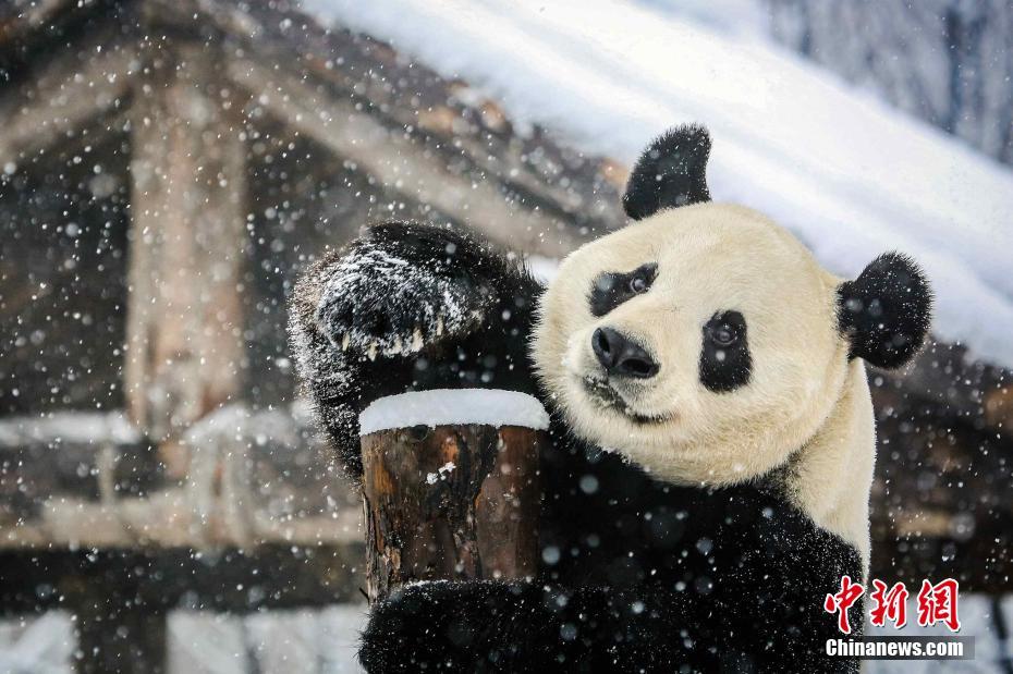 中国人寿市场份额稳居国内寿险行业首位