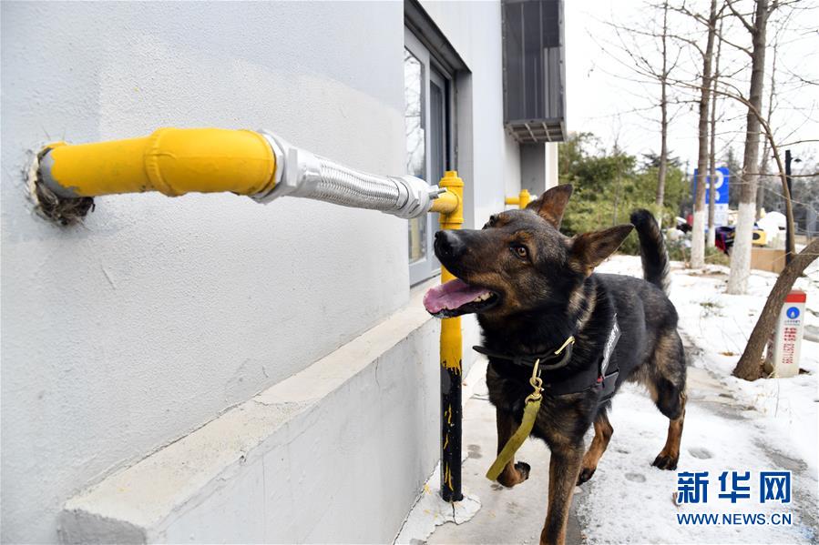 嗅探犬守护春节燃气管网安全