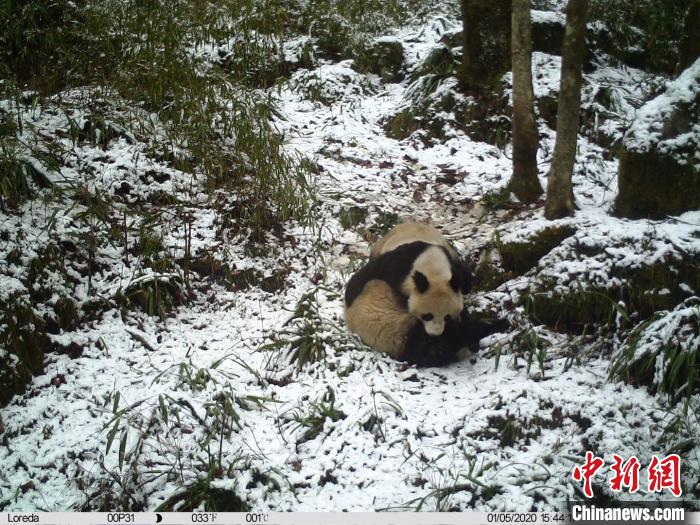 大熊猫国家公园：拍摄到一对野生大熊猫母子嬉戏玩耍 并发现其暂居所