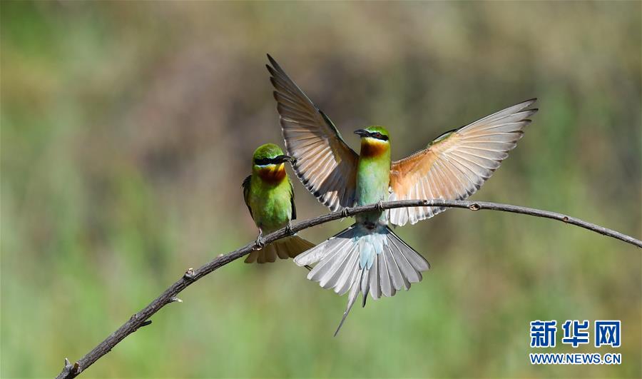 用图画书“玩”转数学 美国“新数学运动”经典作接地气亮相