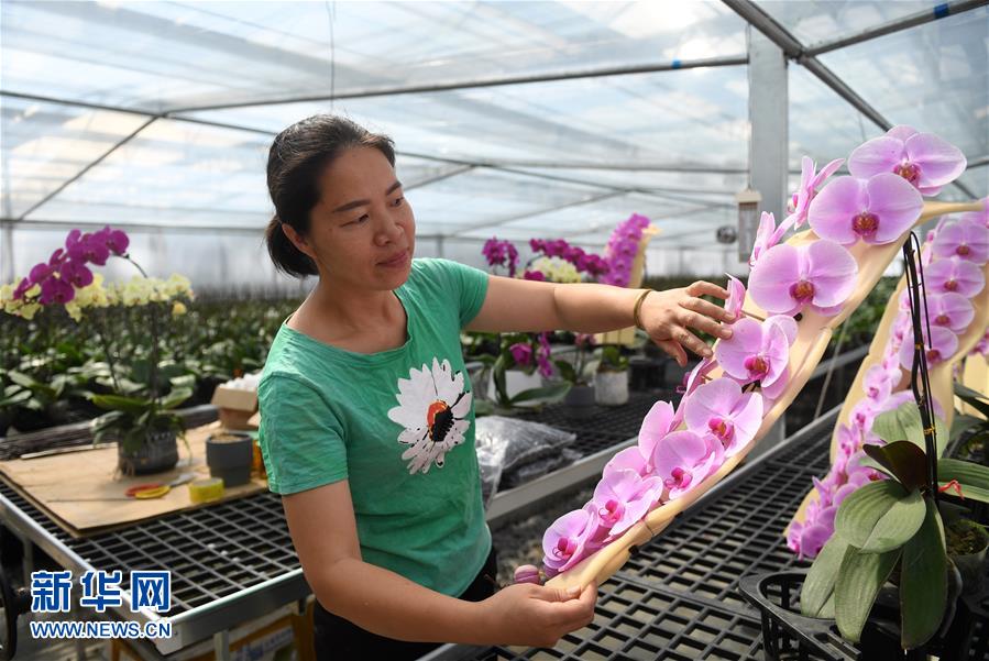 用图画书“玩”转数学 美国“新数学运动”经典作接地气亮相