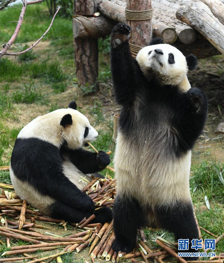 青海西宁：大熊猫乐享高原生活
