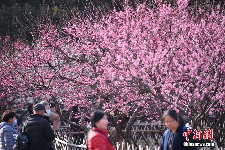 杭州西湖边梅花盛开 吸引游客市民前往打卡