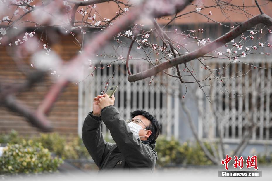 北京街头山桃花开放 吸引市民驻足观赏
