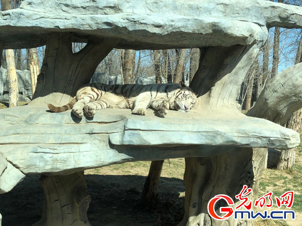 大兴北京野生动物园：注重文化元素积累 打造沉浸式体验