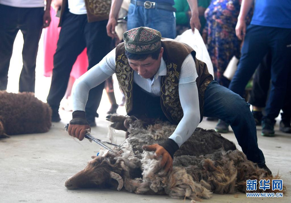 新疆福海百万阿勒泰羊转场文化旅游节开幕