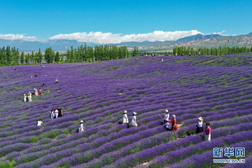 新疆霍城：紫色花海绽放