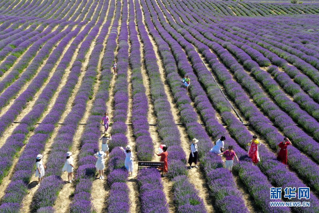 新疆霍城：紫色花海绽放