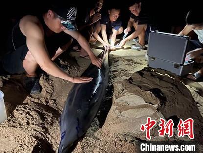 受伤海豚搁浅海南乐东村民和专业团队接力救援