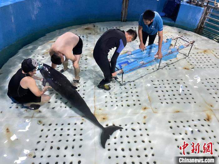 受伤海豚搁浅海南乐东 村民和专业团队接力救援