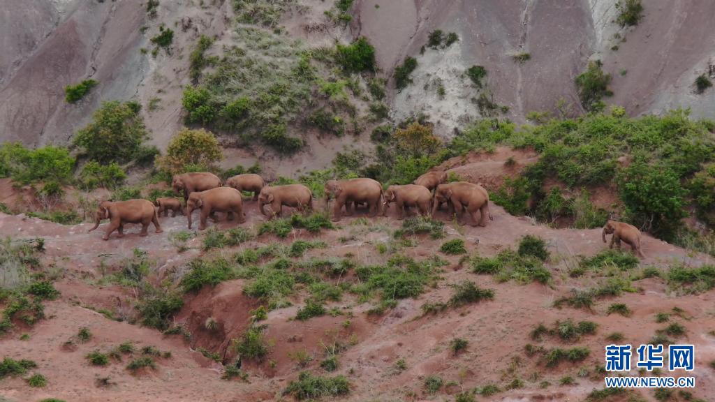 云南北移亚洲象群活动频次明显增加