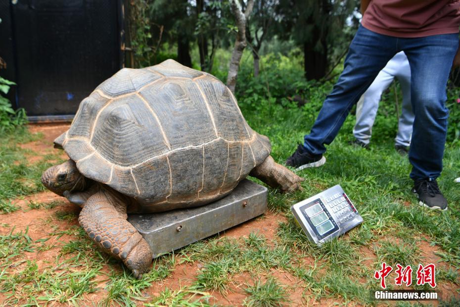 云南野生动物园为象龟体检