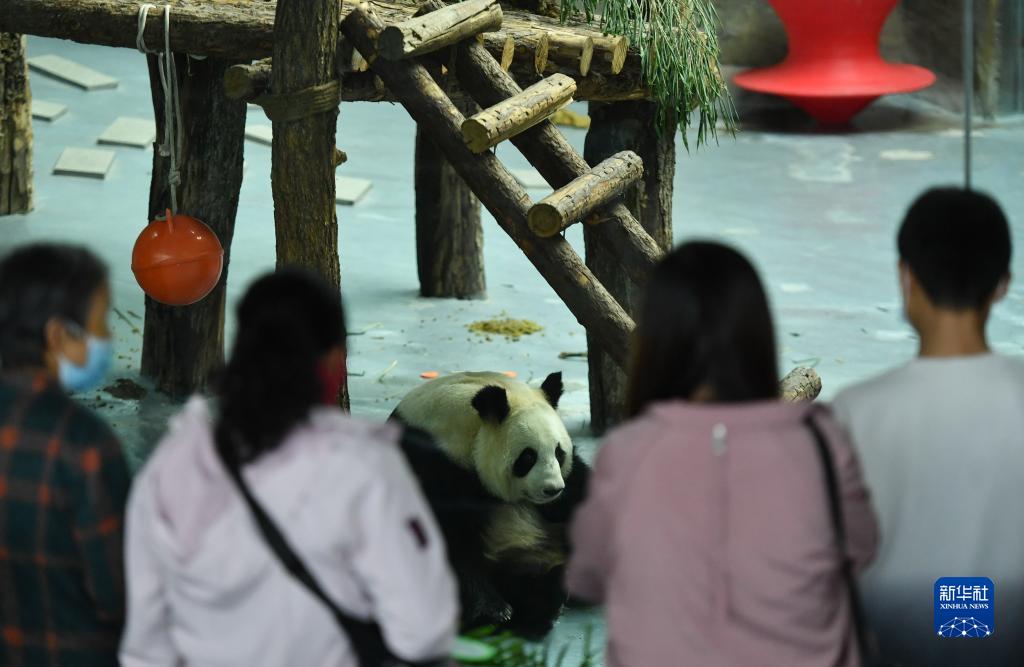 青海西宁：大熊猫“萌”动假期